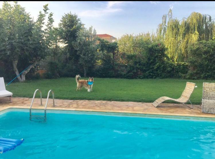 Relaxing Villa With Swimming Pool And Garden Agios Georgios  Exterior foto